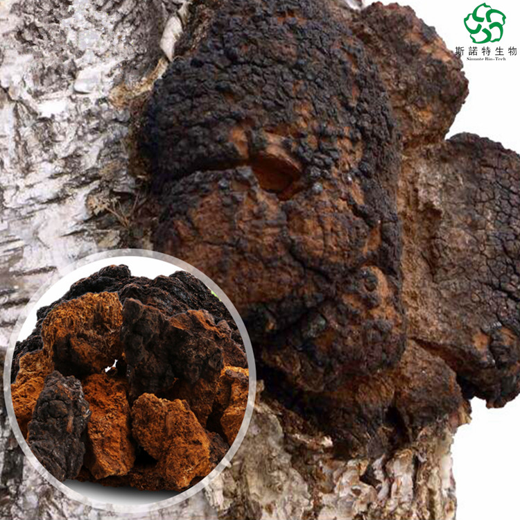 Chaga Extract Polysaccharide Powder