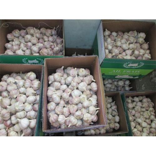 Buy Fresh Normal White Garlic 2020