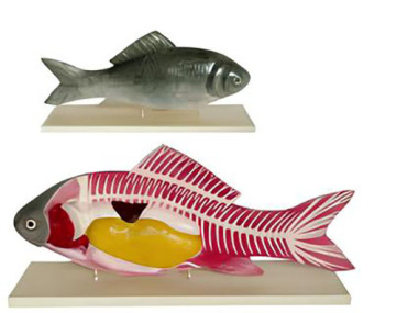 Fish anatomical model-1