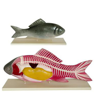 मछली शारीरिक मॉडल -1