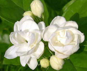 Une huile essentielle de jasmin revigorante