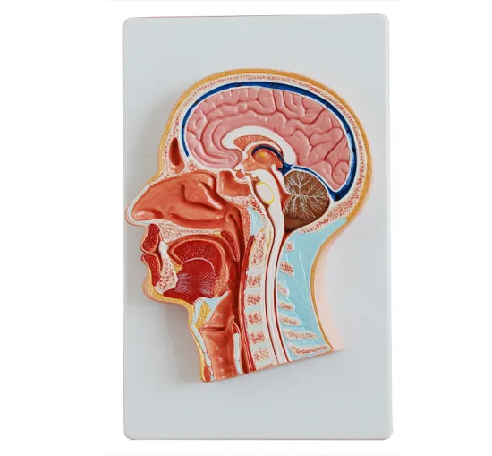 Medical Median Section of the Head