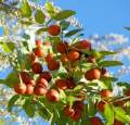 Dormir útiles para el extracto de jujube salvaje natural en polvo de jujubósido