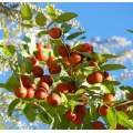 Slapen behulpzaam Natural Wild Jujube -extract Jujuboside poeder