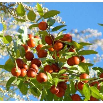 Sleeping Natural Wild Jujube Extract Jujuboside Powder