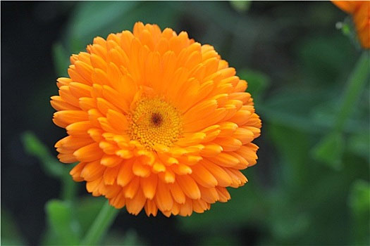 Calendula-officinalis-extract2