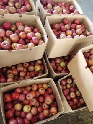 Mountain Plastic Bagged FUJI