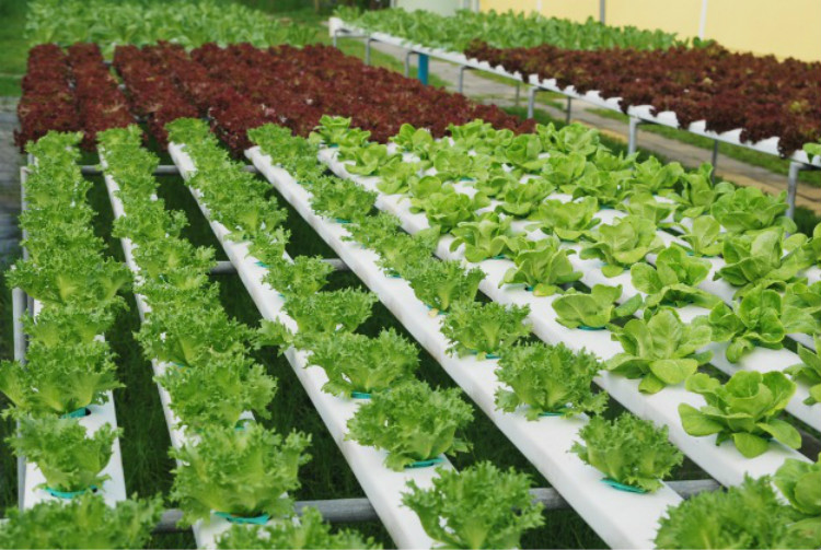 Flat Hydroponics for Vegetables