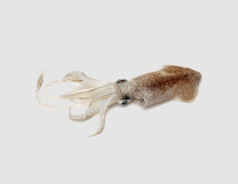 Frozen Squid Raw Material