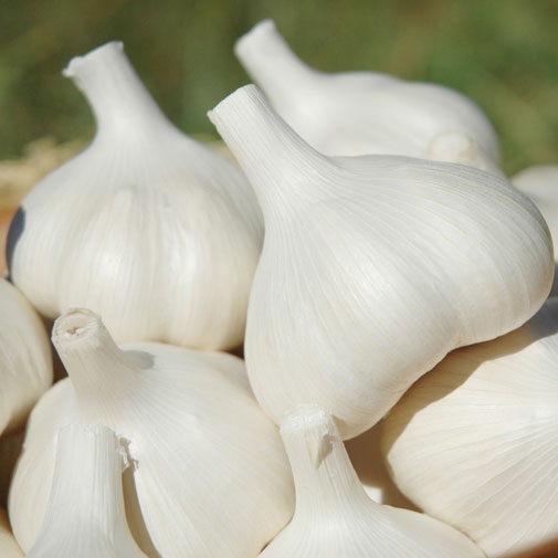 Pure White Garlic