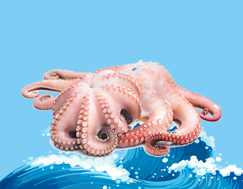 Octopus