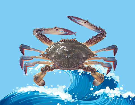 Crab