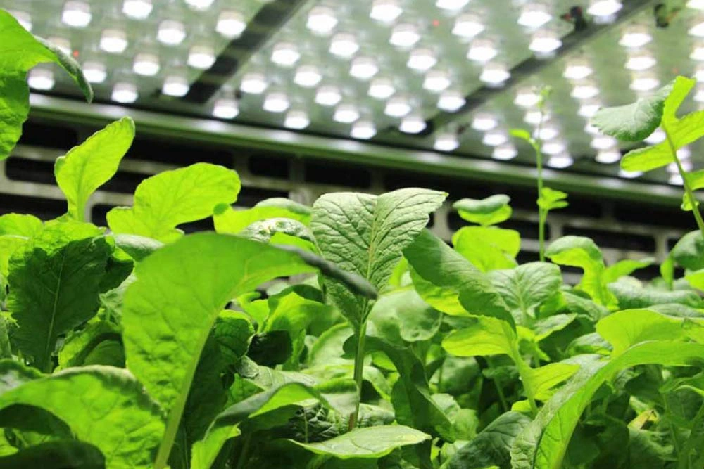 Ultra Plant LED Grow Light