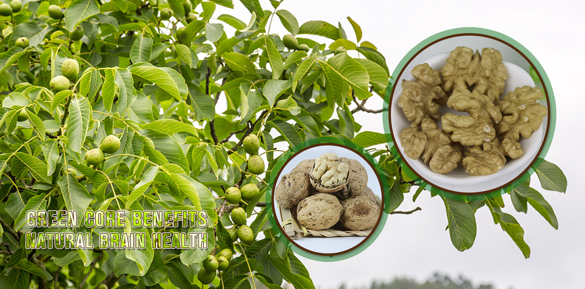 Weishan Yuanxing Walnuts Co.,Ltd.