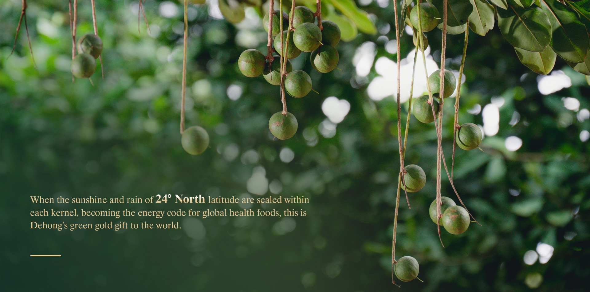 Yunnan Disi Enterprise Group Nut Co., Ltd