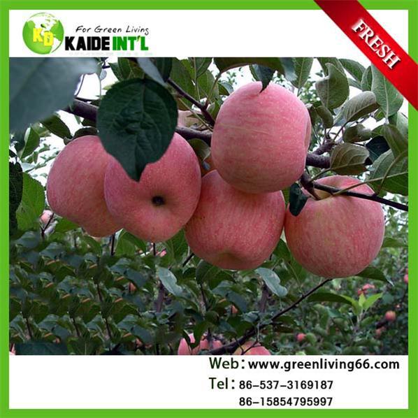 Top Grade Fuji Apple Fruit from china