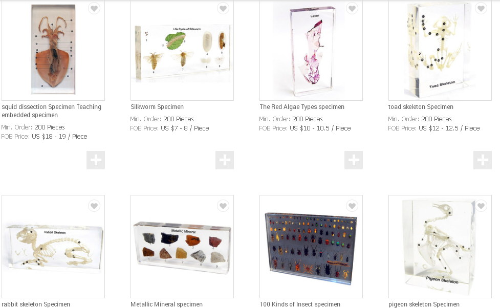 Toad Dissection Embedded Biological Specimens, High Quality Toad