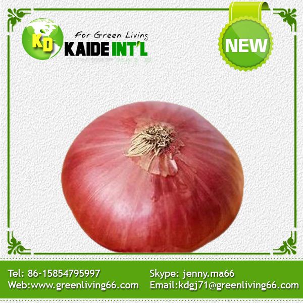 Rose Onion from china