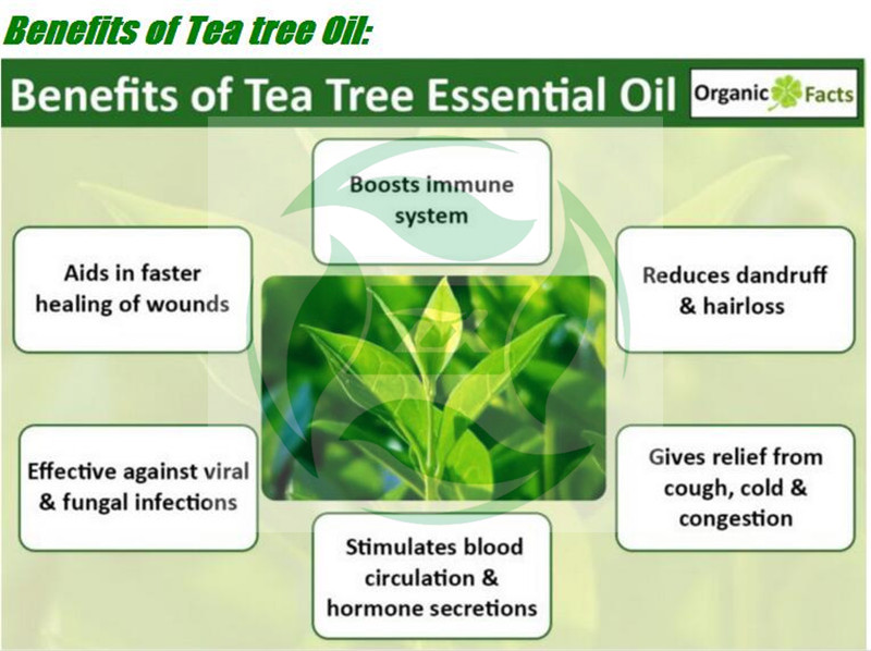 tea tree essential oils