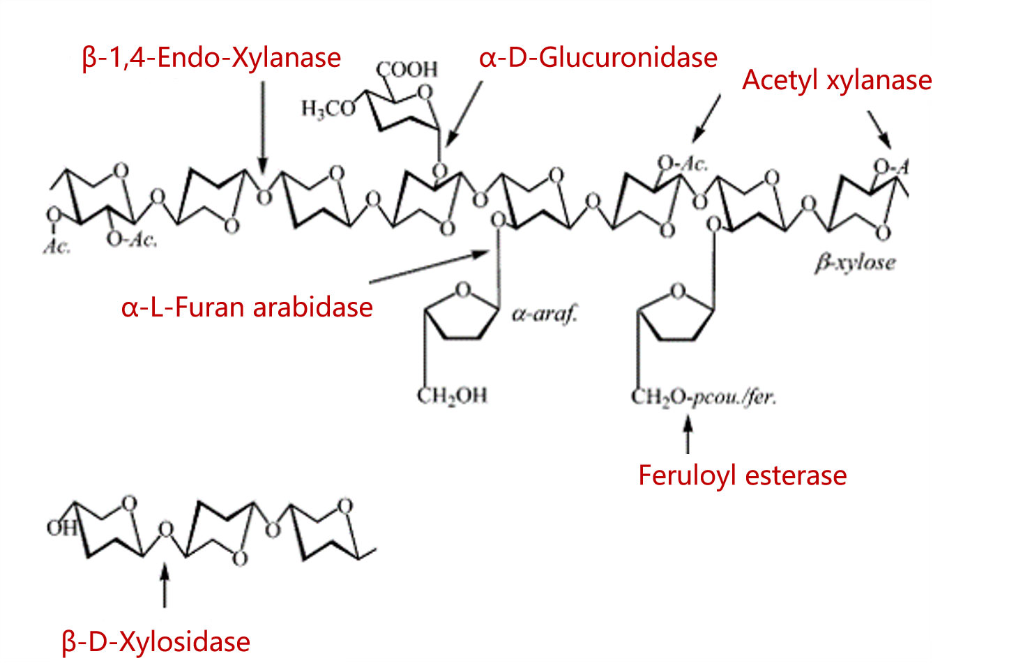 Food grade xylanase Powder for bakery