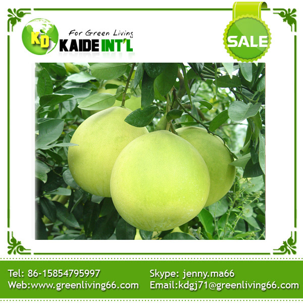 Sweet Pomelo High Quality Fresh 