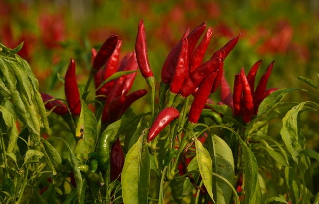 Dry Red Chilli