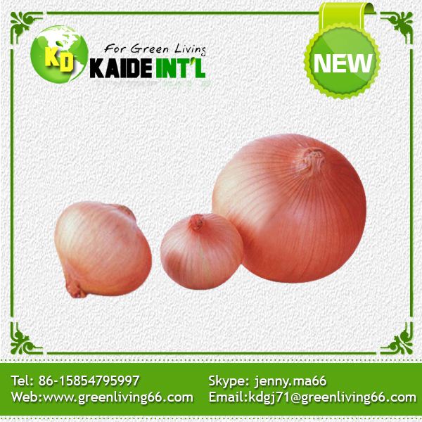 Chinese Fresh Red Harmless Green Delicious Onion