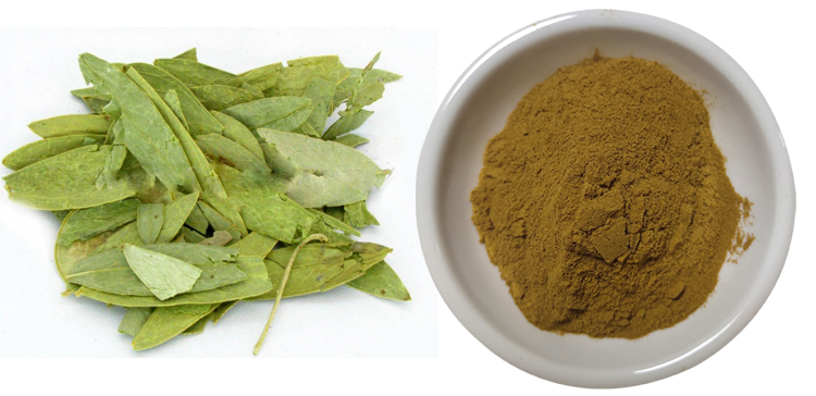  Senna Leaf Raw Material Powder