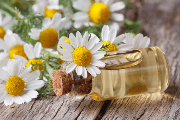 Roman Chamomile Essential Oil