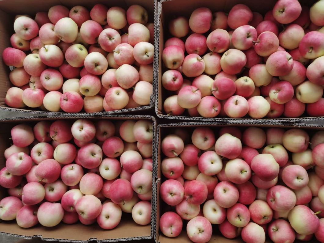 Red Gala Apple Fruit