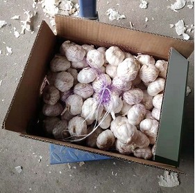 GARLIC TOP QUALITY WHOLESALE GARLIC