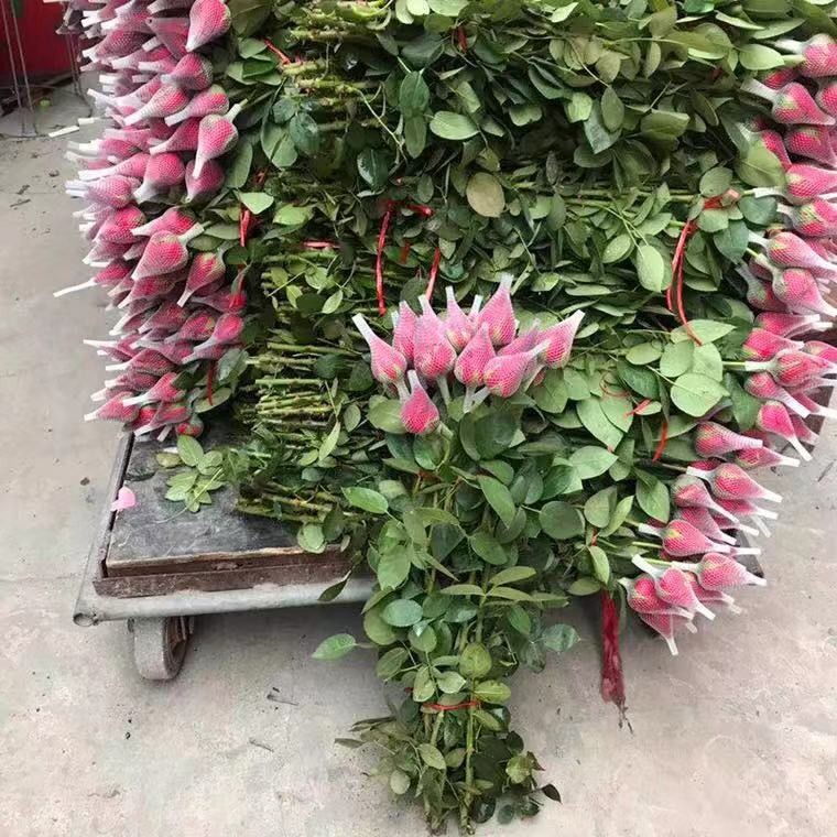 plastic single rose flower sleeve plastic single rose flower sleeve