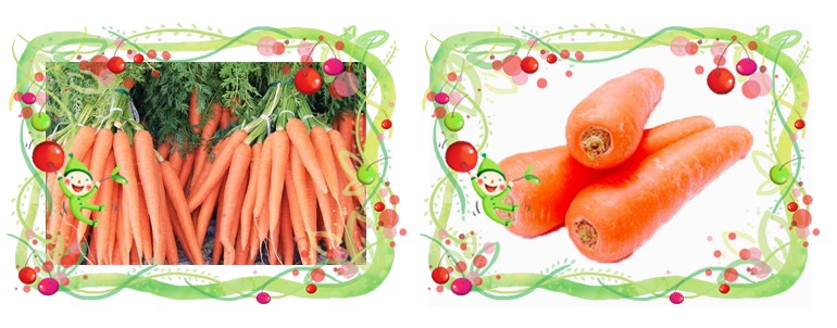 2016 Organic Baby Carrots fresh palatable