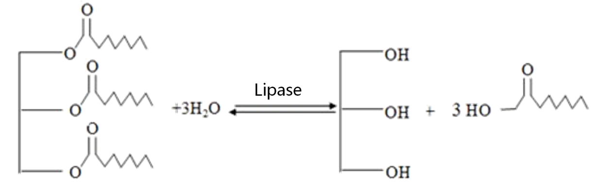 Baking Lipase Enzyme