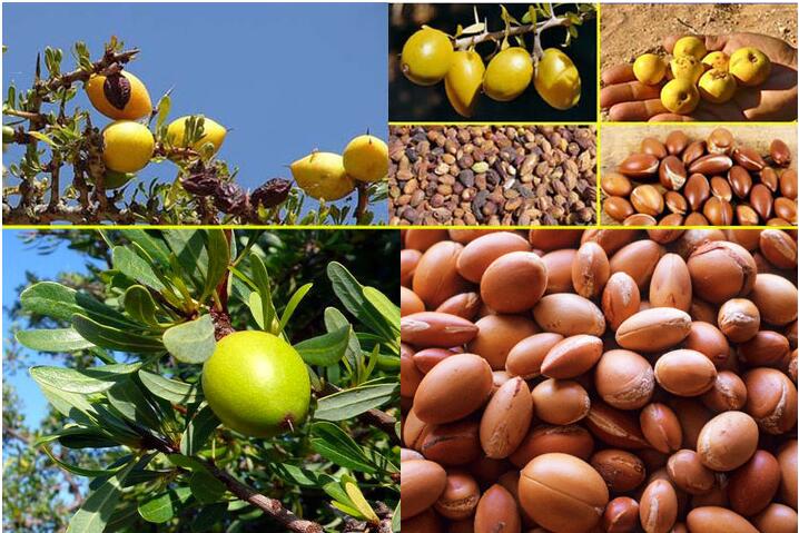 Argan Oil 