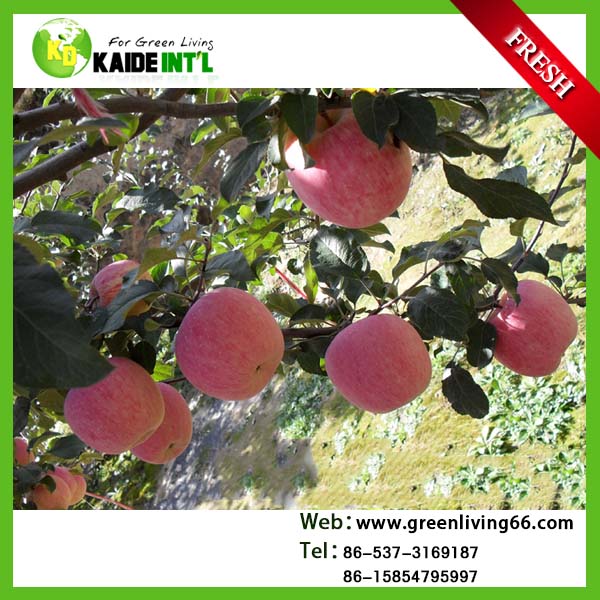 Top Grade Fuji Apple Fruit from china