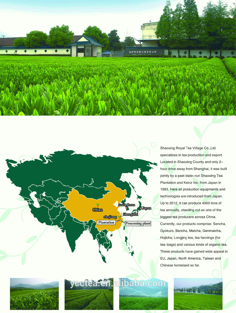 Japan Premium Bulk wholesale Common Tea Bancha