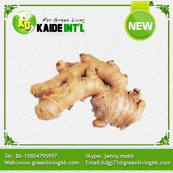 Nature ginger, Hot Sale New Crop Fresh Ginger