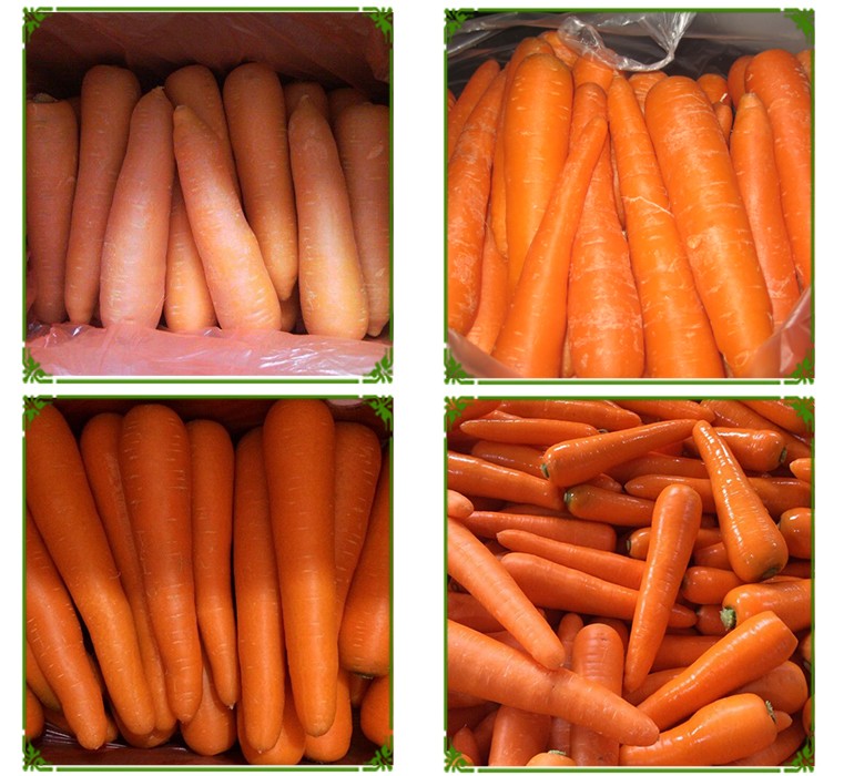 china big carrots organic