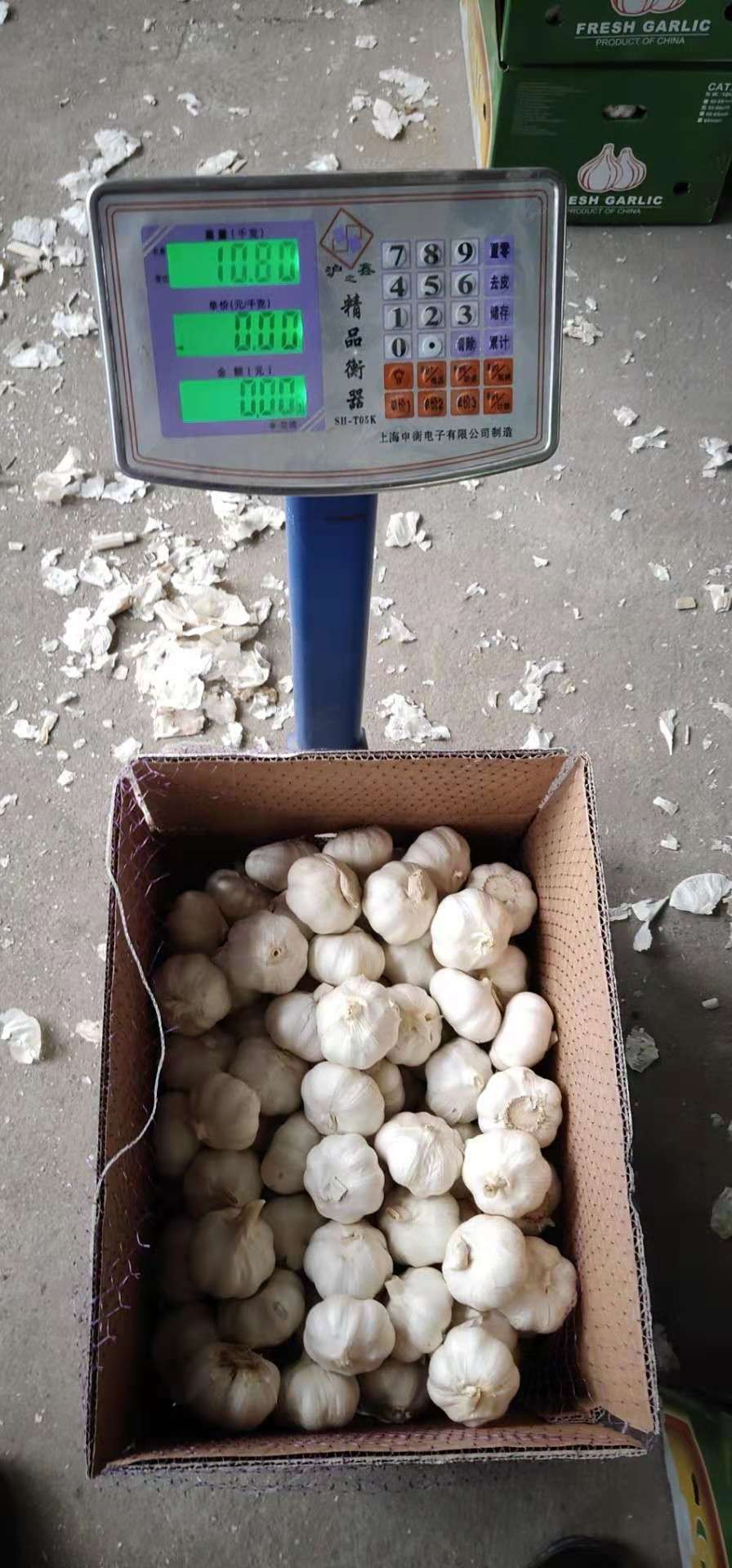 GARLIC TOP QUALITY WHOLESALE GARLIC