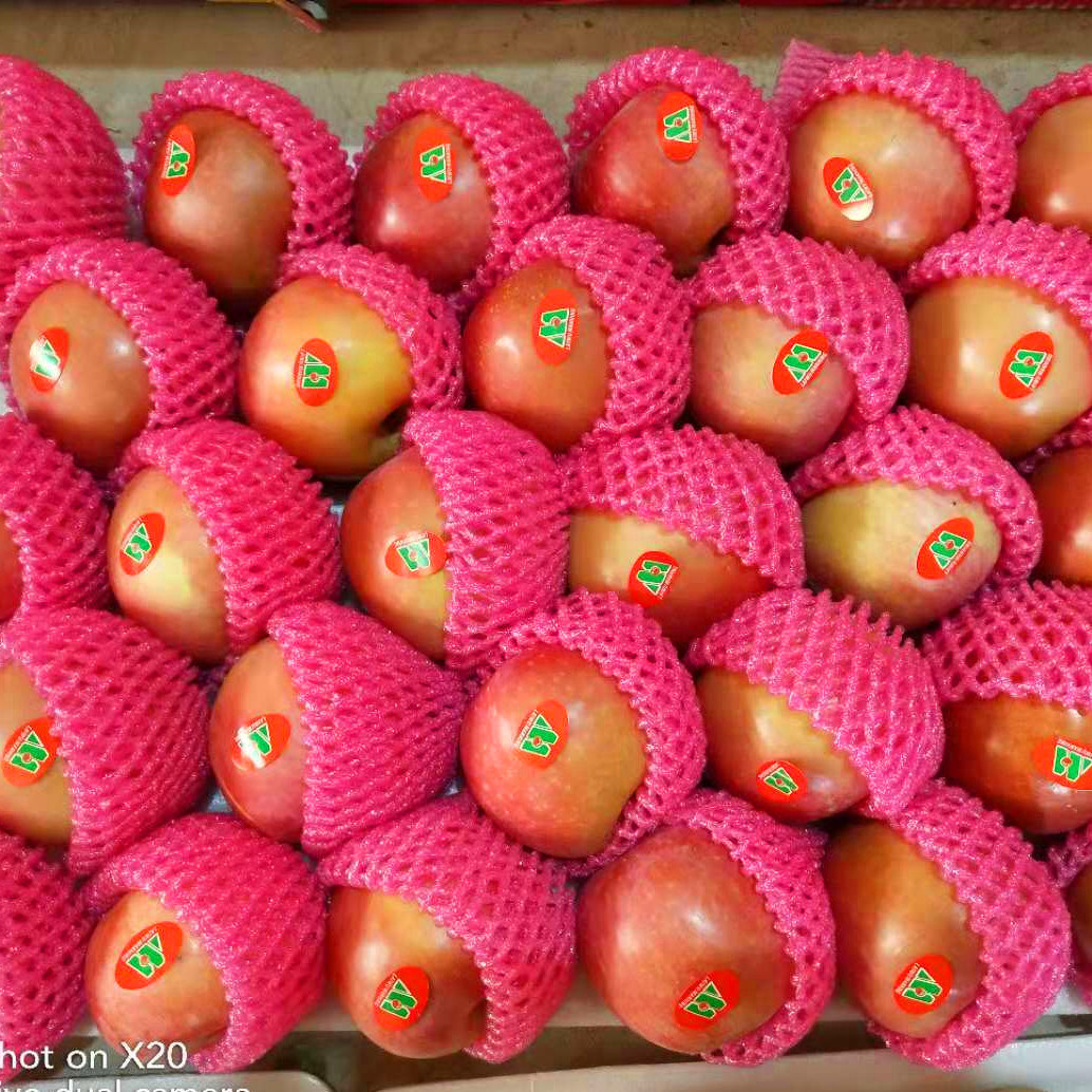 Red Paper Bagged Qinguan Apples - China Apple, FUJI Apple