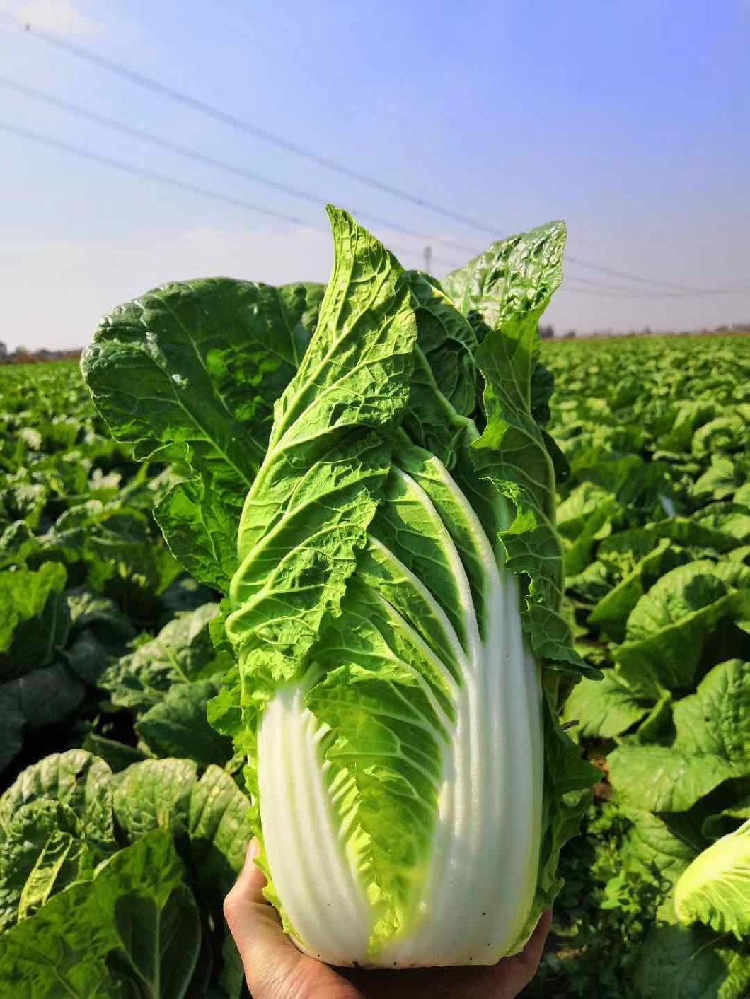 cabbage-hi-q-fresh-chinese-h-global-ltd-all-biz