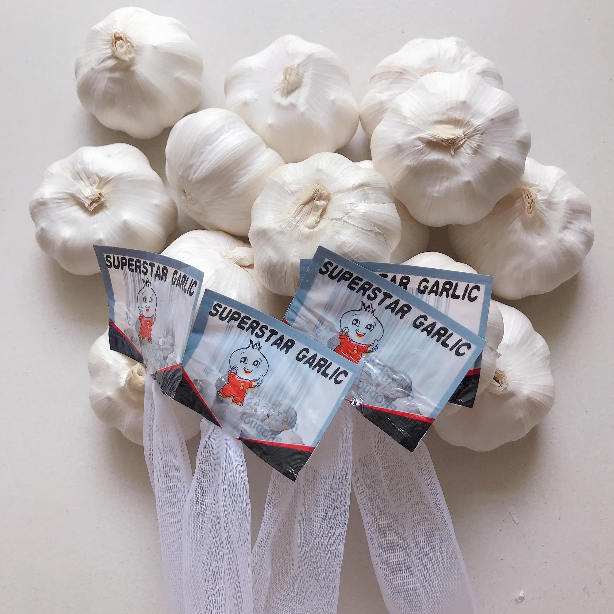 NEW Fresh Jin xiang 5p Garlic