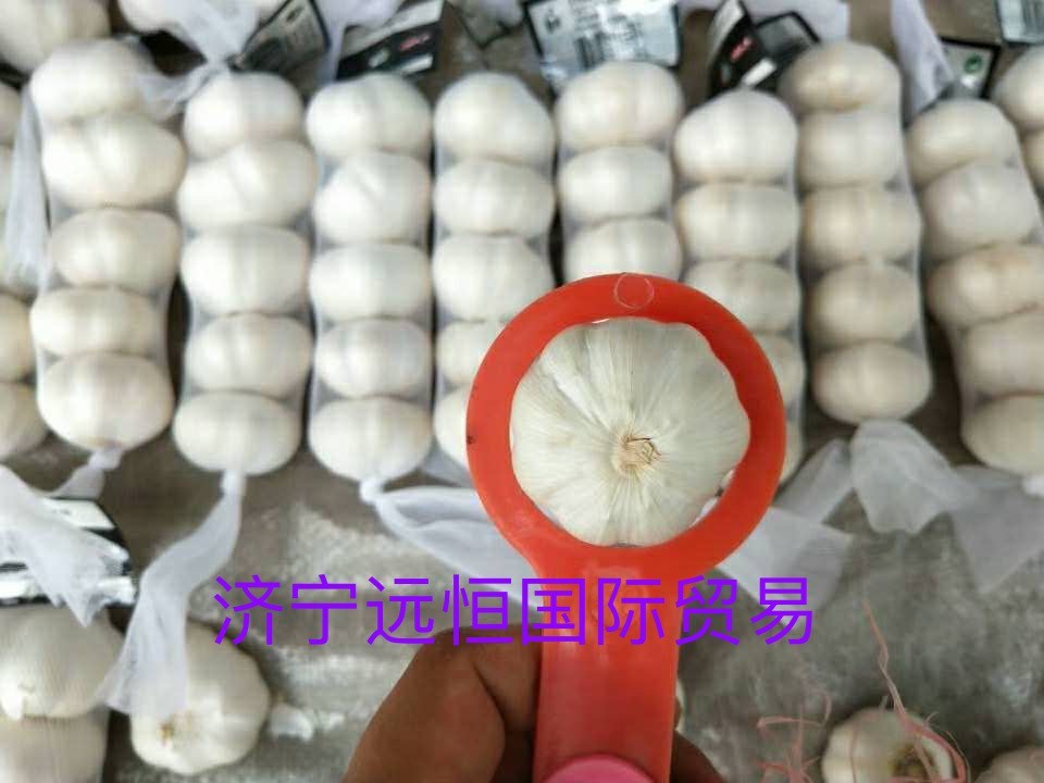 NEW Fresh  Jin xiang 5p Garlic