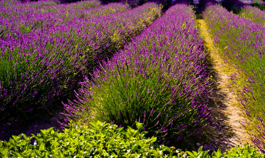  lavender essential oil