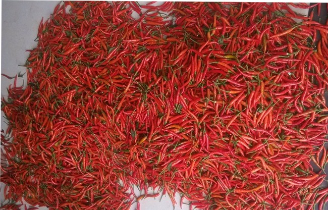 Dried Red Peppers