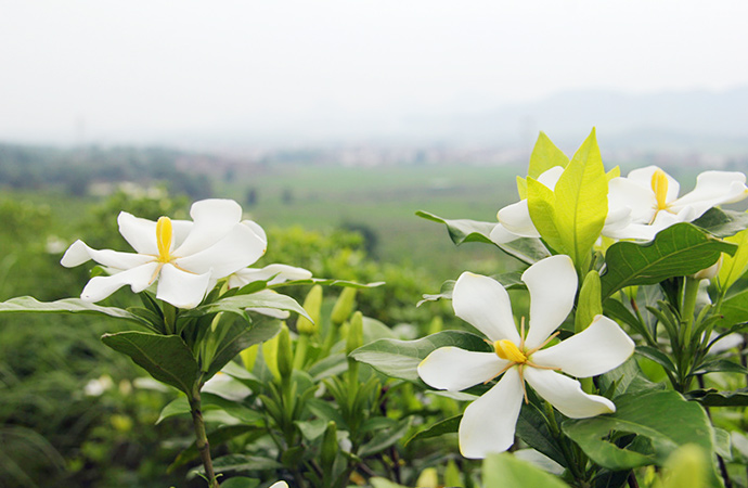 Gardenia Essential Oil