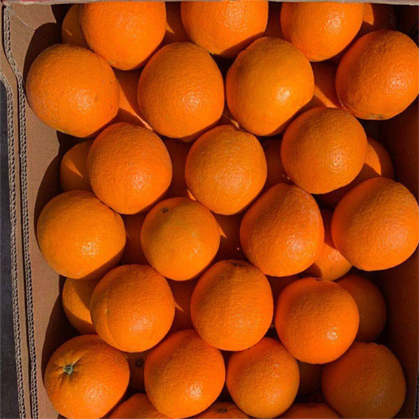 китайский новый год мандарины. китайский апельсин. 108 апельсинов ритуал на китайский новый. два мандарина. два китайских мандарина.