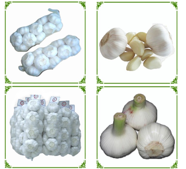 Super High Quality New Crop China Garlic