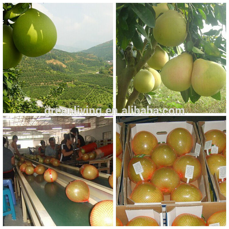 Sweet Pomelo High Quality Fresh 